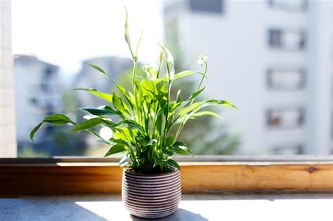 Spathiphyllum dans un intérieur moderne