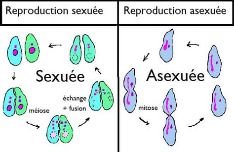 Diagramme comparatif entre reproduction sexuée (graines) et asexuée (stolons/rhizomes)