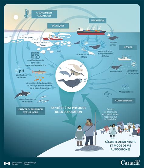Schéma de comportement des prédateurs marins