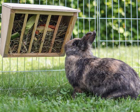 lapin mangeant du foin dans un râtelier