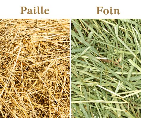 schéma illustrant l'aménagement d'un enclos avec du foin de paillage