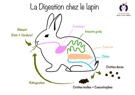 diagramme montrant le transit digestif chez le lapin