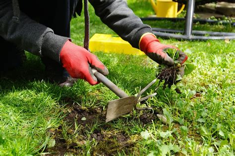 Photo montrant l'utilisation de la cloche anti-dérive pour désherber entre des dalles de terrasse