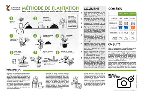 infographie de la plantation en couches dans un pot
