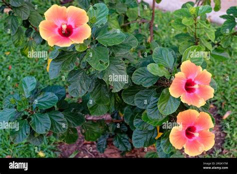 fleurs d'hibiscus aux couleurs vives
