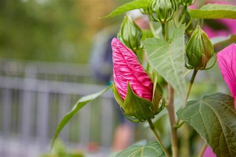 infographie des problèmes courants de l'hibiscus