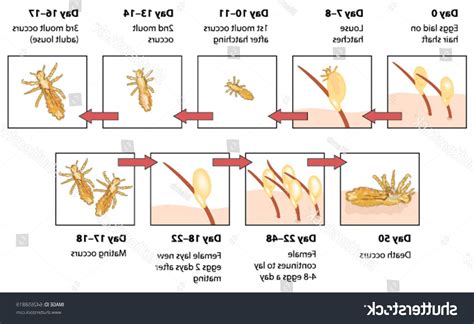 Infographie montrant la durée de vie comparée d'un fil standard versus un fil renforcé pour coupe-bordures