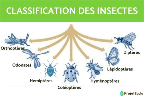 Schéma illustrant les différentes zones de vie des insectes dans un jardin : gazon, terreau de plantes et zones humides