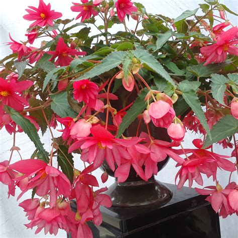 Bégonia tubéreux retombant en suspension