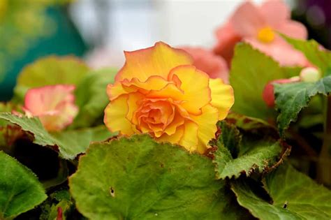 Bégonia tubéreux dans un jardin ombragé