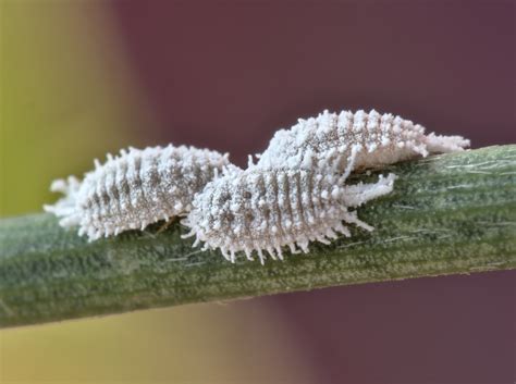 Photographie macroscopique montrant la différence entre une cochenille farineuse et une cochenille à bouclier