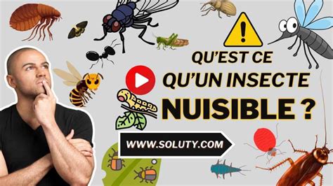 Insectes nuisibles courants sur bougainvillier