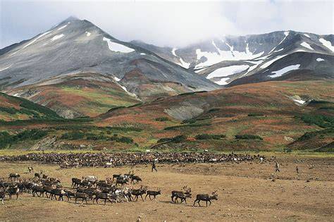 Troupeau de rennes dans la réserve naturelle de Koryak au Kamtchatka