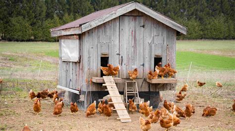 Poules dans un poulailler avec distributeur de grains