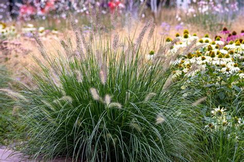 Illustration d'un massif de Pennisetum en fleurs avec une silhouette en fontaine