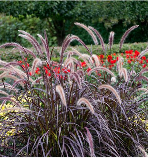 Détail rapproché du feuillage pourpre et des inflorescences plumeuses du Pennisetum Rubrum