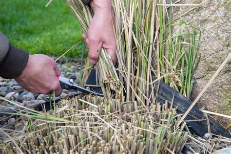 Schéma montrant la taille printanière des graminées à 10-20 cm du sol