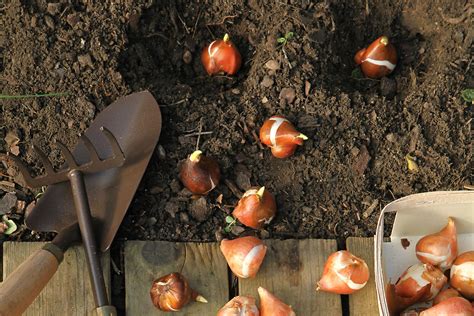 Étapes de plantation des bulbes