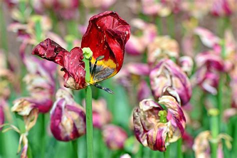 Conseils d'entretien après floraison