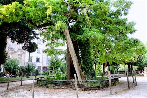 Le Robinier de Robin, un des plus vieux arbres de Paris