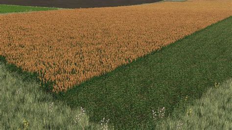Champ de sorgho dans Farming Simulator 22