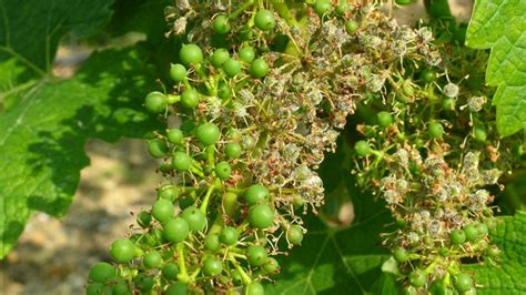 Symptômes du mildiou sur les grappes de vigne