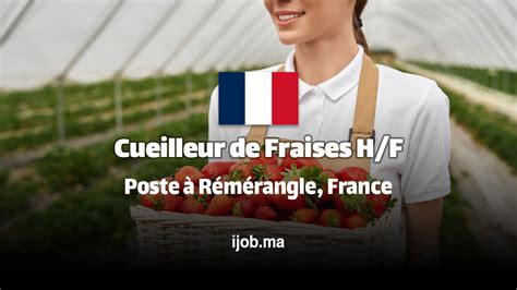 Cueilleur de fraises en plein travail dans un champ