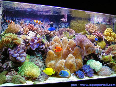 Coraux colorés dans un aquarium récifal