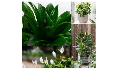 Collection de plantes d'intérieur purificatrices