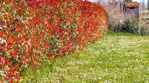 Infographie sur les différents types de haies fruitières