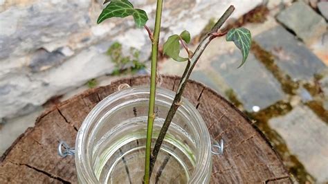 Bouturage du lierre