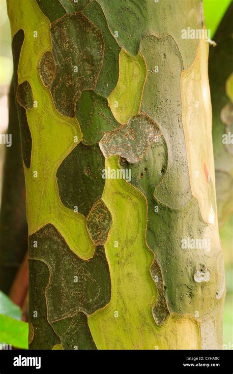 Illustration botanique du Pseudocydonia sinensis mettant en valeur son écorce et ses fruits