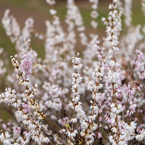 Abeliophyllum distichum 'Roseum' en pleine floraison hivernale