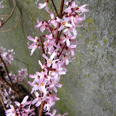 Abeliophyllum distichum 'Roseum' fleurs roses