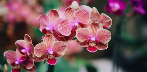 orchidée en pleine floraison avec des fleurs colorées