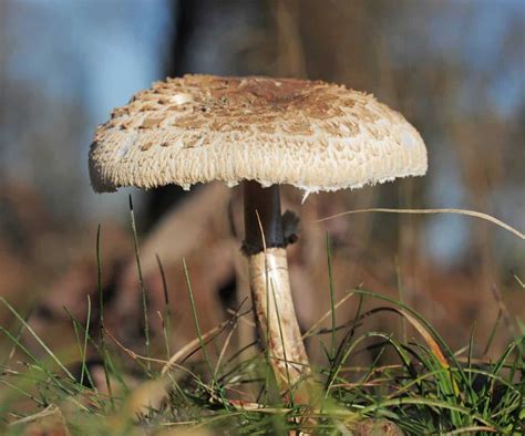 Illustration d'une coulemelle géante dans un sous-bois lumineux