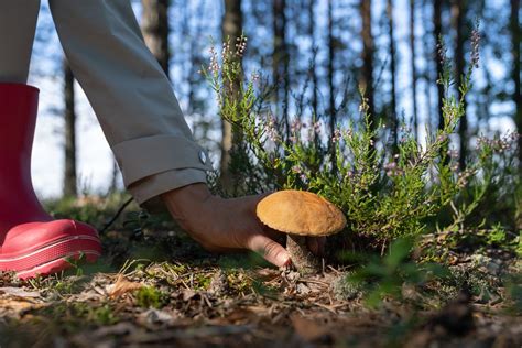 Schéma illustrant la technique correcte pour cueillir un champignon en entier