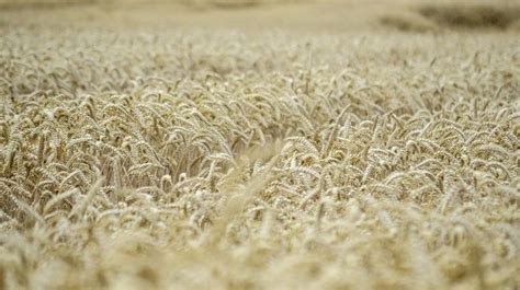Champ de céréales à paille