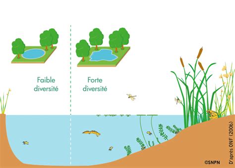 Schéma d'une mare naturelle avec ses différents paliers de profondeur et zones végétalisées