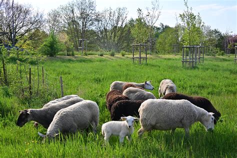 Éco-pâturage avec des moutons
