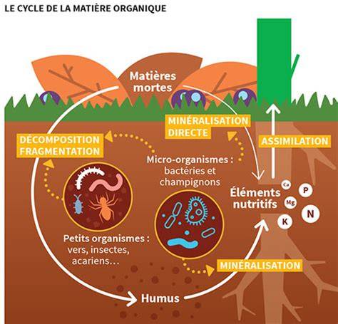 Infographie montrant le cycle de décomposition de l'herbe mulchée et son apport en nutriments dans le sol