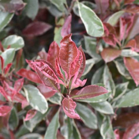 Photinia Pink Marble en plein jardin avec son feuillage tricolore