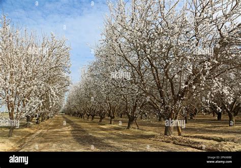Champ d'amandiers en Californie, illustrant l'agriculture intensive