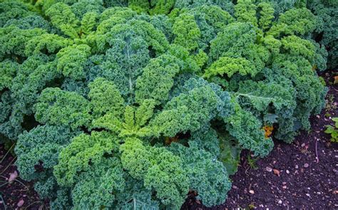 Choux kale, exemple de plante non autogame