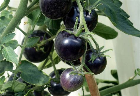 Comparaison de variétés de tomates (Banana Legs et Indigo Rose)