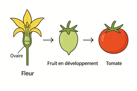 Schéma de fleur de tomate illustrant l'étamine et l'ovaire