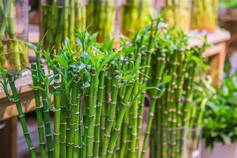 Planter du bambou