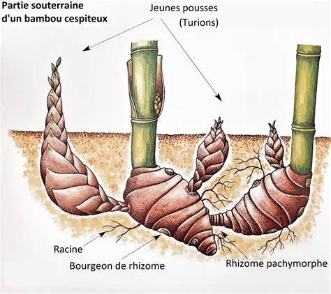 Multiplication des rhizomes de bambou