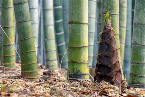 Plantation industrielle de bambou
