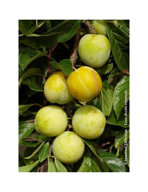 fruits du prunier Reine Claude d'Oullins